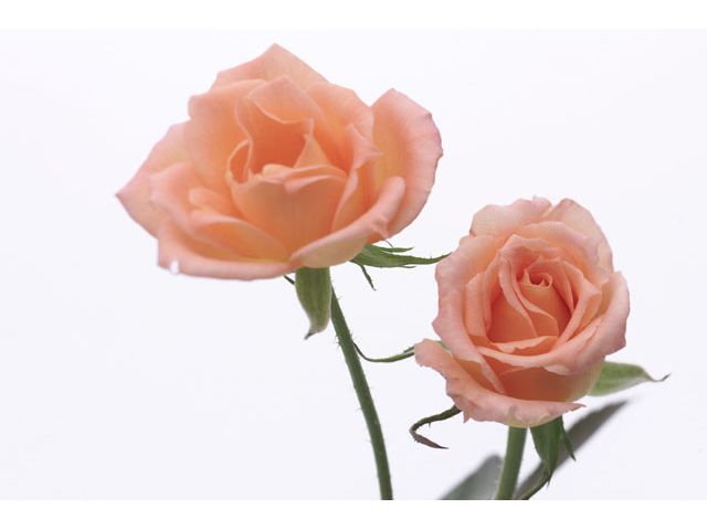 ��R�ɂ��鍂���L���V�l�z�[��